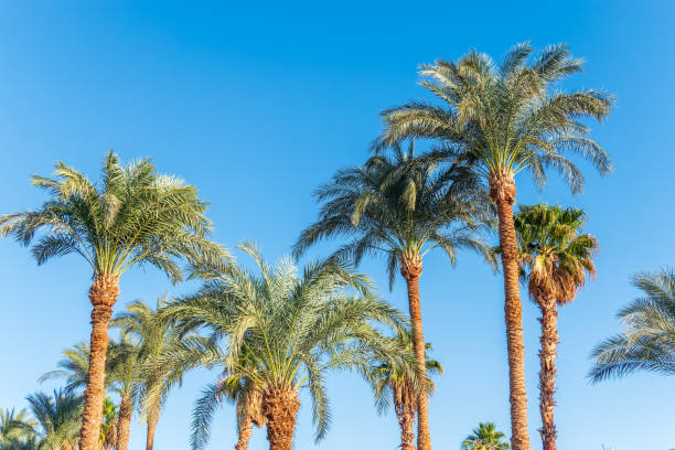 istock Palm tree with green leaves on blue background 2168923776
