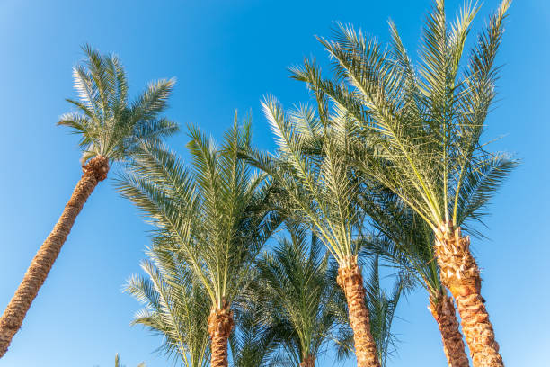 istock Palm tree with green leaves on blue background 2168923857