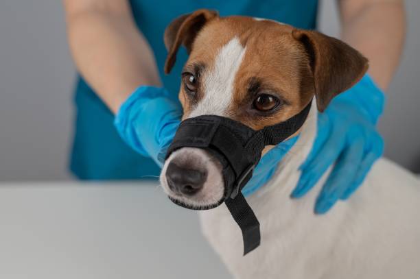istock A veterinarian examines a Jack Russell Terrier dog wearing a cloth muzzle. 2168924963