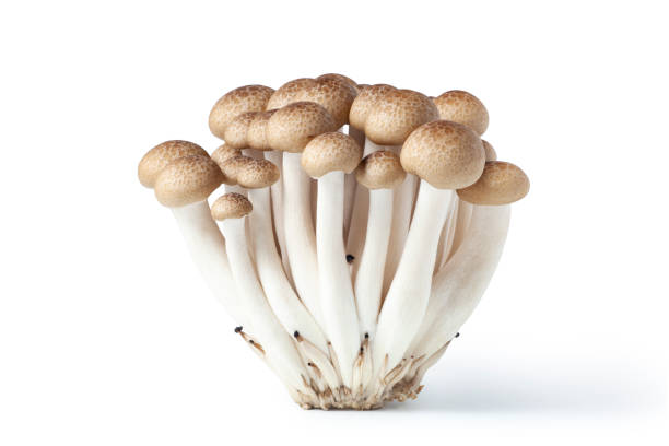 istock Brown beech mushrooms, Shimeji mushroom 2168925042