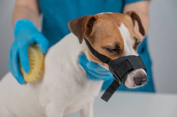 istock A groomer brushes a dog with a silicone brush. Jack Russell Terrier wearing a muzzle during a beauty procedure. 2168925049