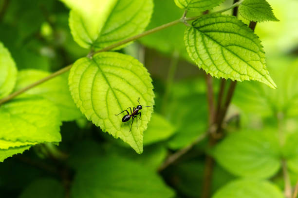 Close-up black ant on green leaves in the forest background, copy space