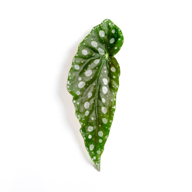 Begonia Maculata (Begonia Polka-dot) leaf close-up against isolated white backdrop. Ideal for use in nature-focused content, plant care visuals, and eco-friendly lifestyle imagery