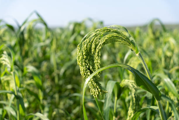 sorghum field in blue sky