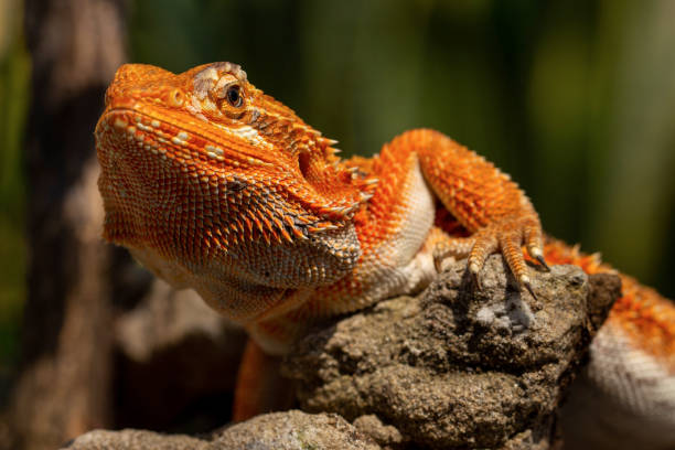 close up of bearded