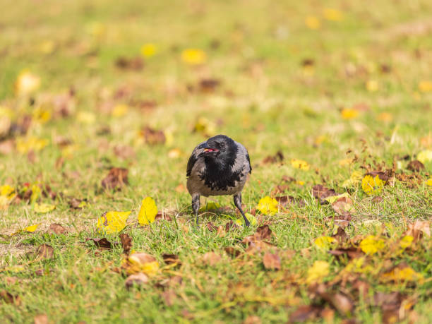 Hooded crow, corvus cornix, also called the hoodie, standing on the lawn in the autumn or spring forest