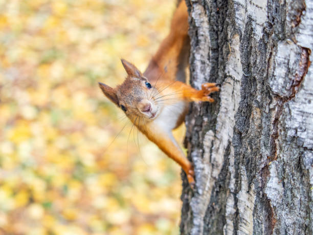 istock Portrait of a squirrel on a tree trunk 2168928098