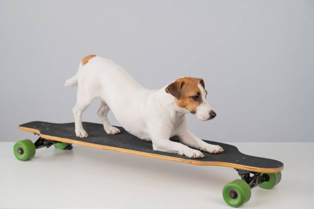 istock Dog jack russell terrier posing on a longboard in front of a white background. 2168928374