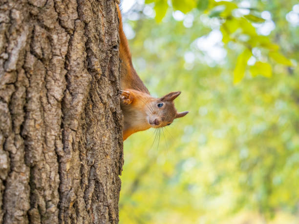 istock Portrait of a squirrel on a tree trunk 2168928426