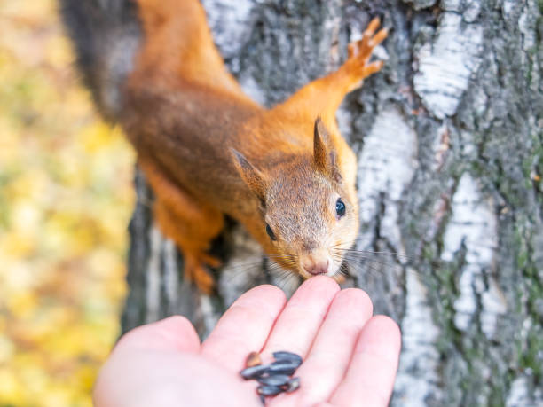 istock A squirrel in the autumn eats nuts from a human hand. Eurasian red squirrel, Sciurus vulgaris 2168928435