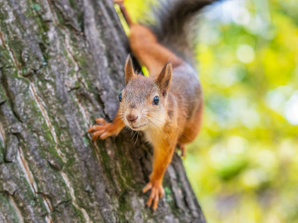istock Portrait of a squirrel on a tree trunk 2168928596