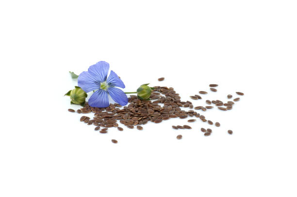 istock Blue flax blossom and seeds over white background 2168930404