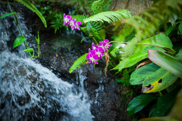 Flowers in the butterfly garden in Samui,Thailand.