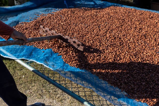 istock Cocoa beans and cocoa pod on a wooden surface. 2168933903