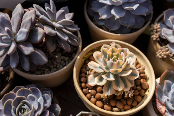 Succulent macro photo. Deep green natural plant.