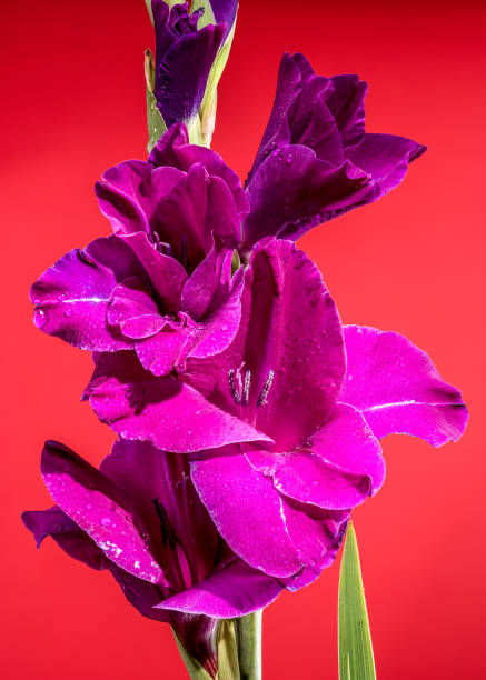 Magenta colored oleander flowers