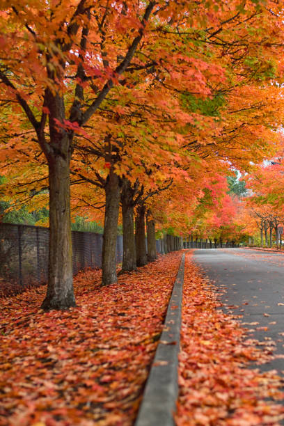 istock Autumn Fall Color Tree Tunnel Road 2168935347