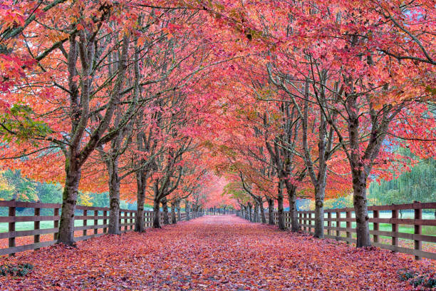 istock Autumn Fall Color Tree Tunnel Road 2168935371