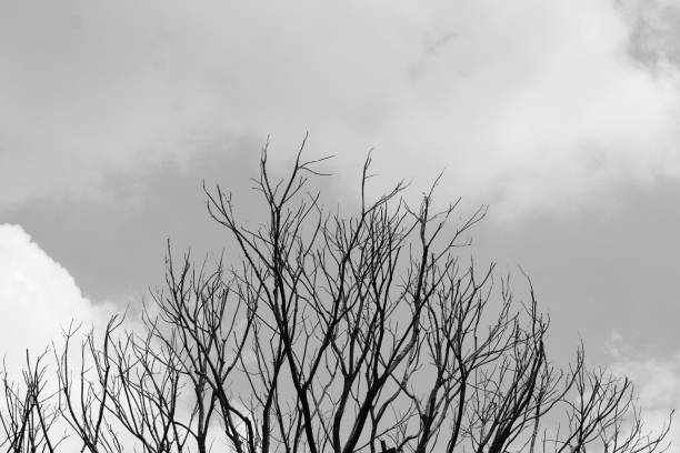 Dry Branches Against a Cloudy Background. A dead tree silhouetted against a dark, overcast sky, creating a dramatic and moody landscape.