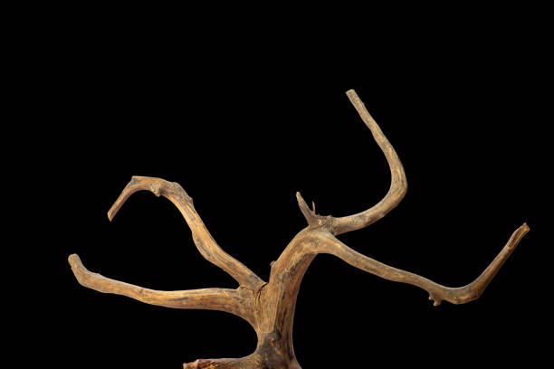 istock Horns driftwood branches isolated on a black background with clipping path 2168940518