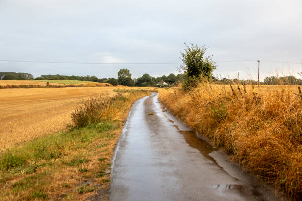 A dirt road near a field of growing sunflowers on a summer day. A rural landscape in Ukraine