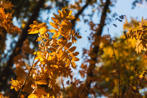 Yellow rowan tree leaves are over blurred autumn forest background, close up photo with selective focus. Fall season natural photo