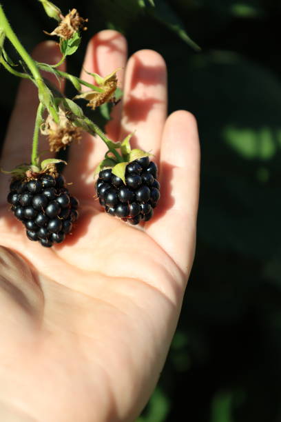 istock A woman hand holding two blackberries still attached 2168942365