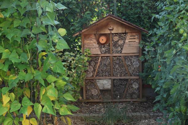 istock A full view of the insect hotel 2168943302