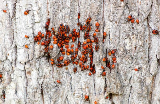 istock Close-up of a red wood bug 2168943853