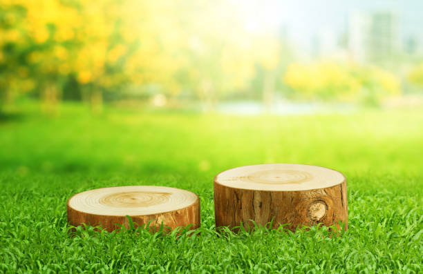 Selective focus.Two natural wooden tree stumps placed on green grass, with blurred background of a park in beautifully with the fresh greenery.product platform designs