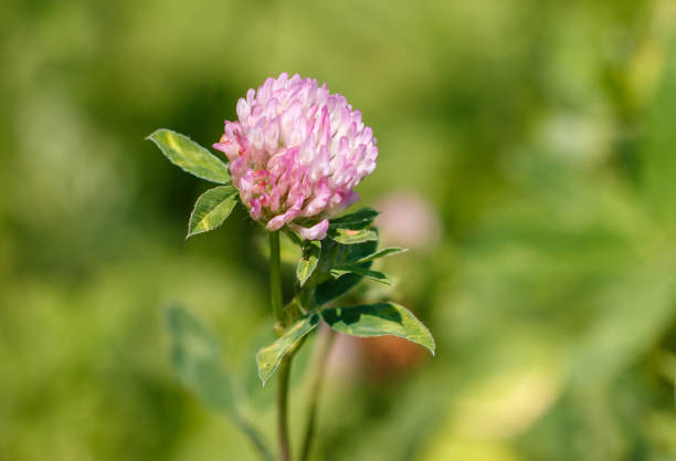 Pink flower on clover in nature. Macro.