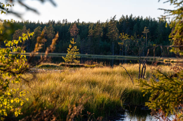 istock Beautiful evening light over small woodland lake 2168944789