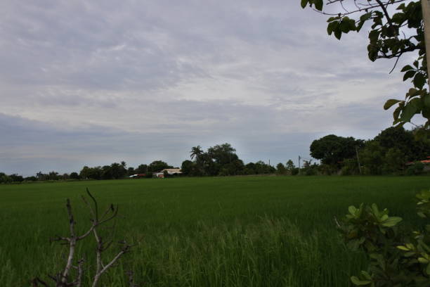 istock Rice fields, old tractor wrecks and old oil drums 2168945587