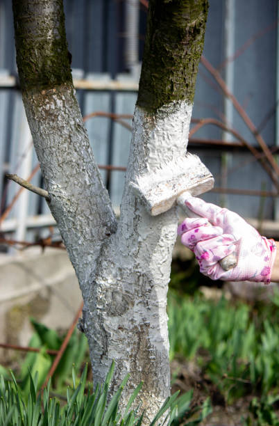 istock a man whitewashes trees in the garden in spring. Selective focus 2168947766