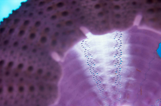 Sea Urchin Echinoderm shell texture. Underwater Sea life,  Macro abstract background.