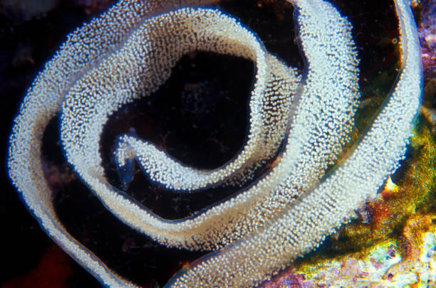 White nudibranch eggs.  Close up Abstract.  Exploring and enjoying Beautiful Sea Life macro .  Underwater scene at clear mediterranean sea.  Scuba diver point of view. Greece Europe. Underwater photography