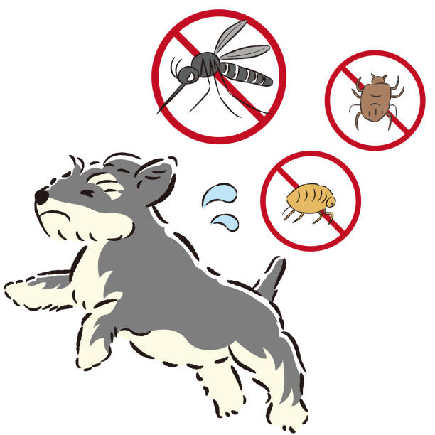 istock Illustration set of dog and pests (mosquitoes, fleas, ticks) 2168949048