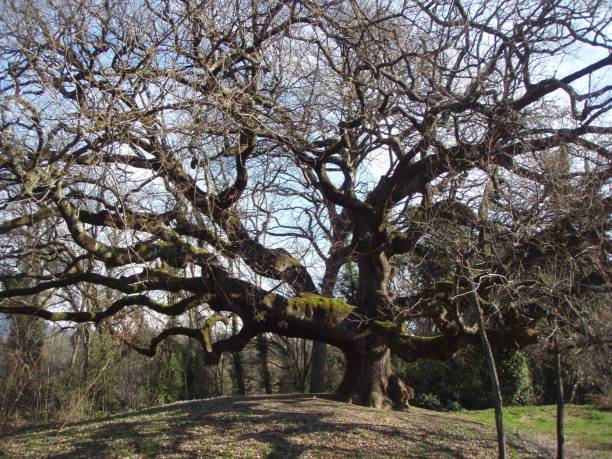 istock A very old, huge, gorgeous, intricate oak 2168950828