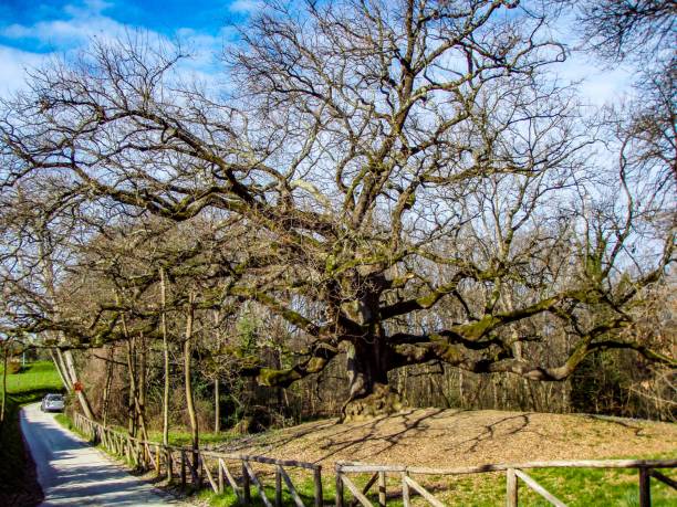 istock A very old, huge, gorgeous, intricate oak 2168950835