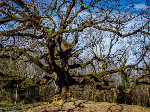 istock A very old, huge, gorgeous, intricate oak 2168950836