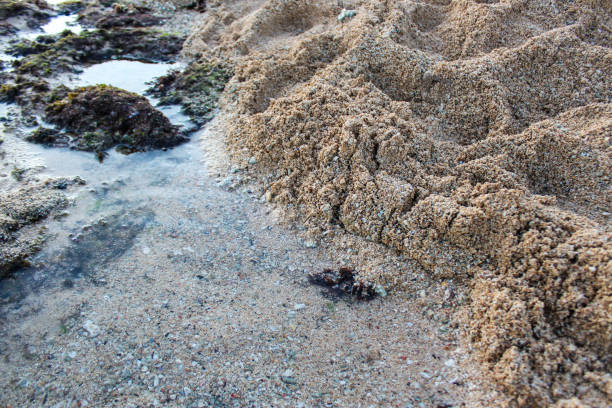 background image of a beach environment that includes sand, rocks, shells and seaweed