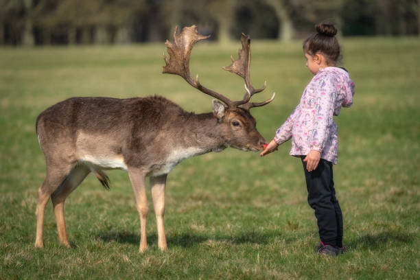 istock Young girl feeding apple to Fallow Deer in Phoenix Park, Dublin 2168957187