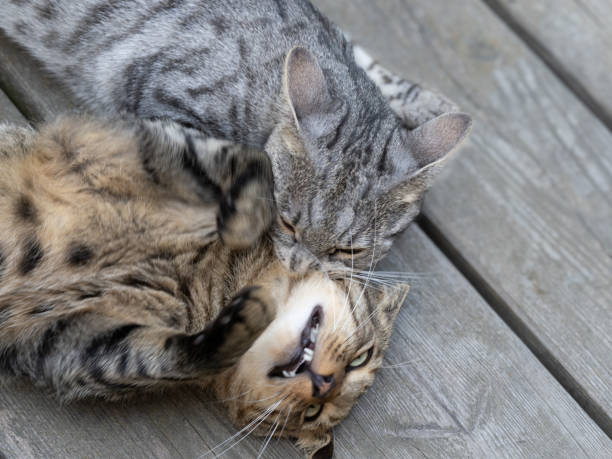 istock young cute cats exploring their new home 2168957602