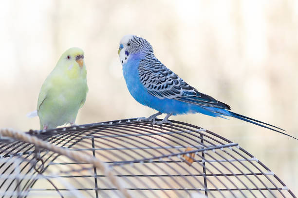 istock Two domestic wavy parrots sit on the cage 2168957961