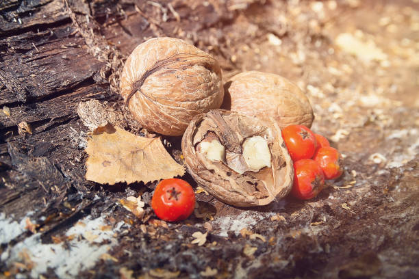 istock Nuts and rowan berries on the bark of an old tree 2168958083