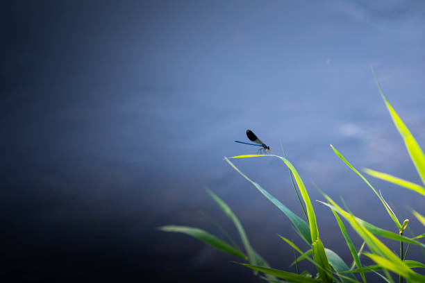 Blue background with copy space. Dragonfly or common blue damselfly, standing on a green leaf, hunting a small insect. Peaceful, natural wallpaper.