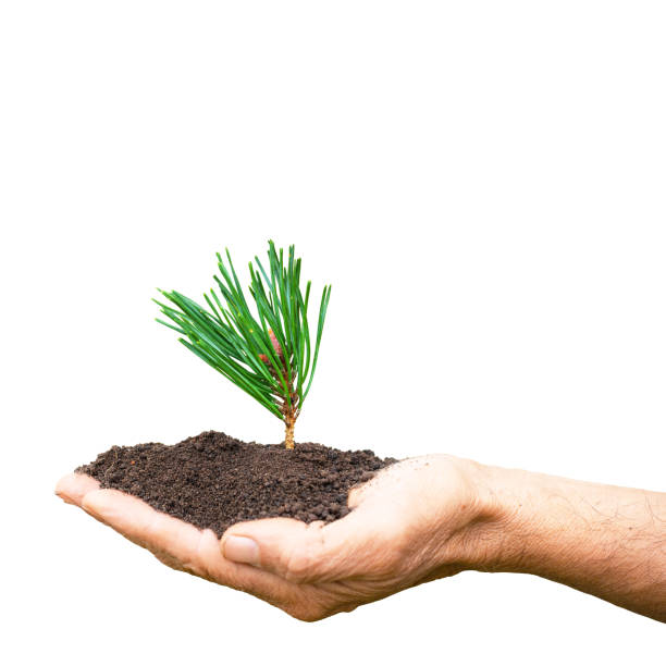 small pine seedling in male hands, symbol of ecology in nature