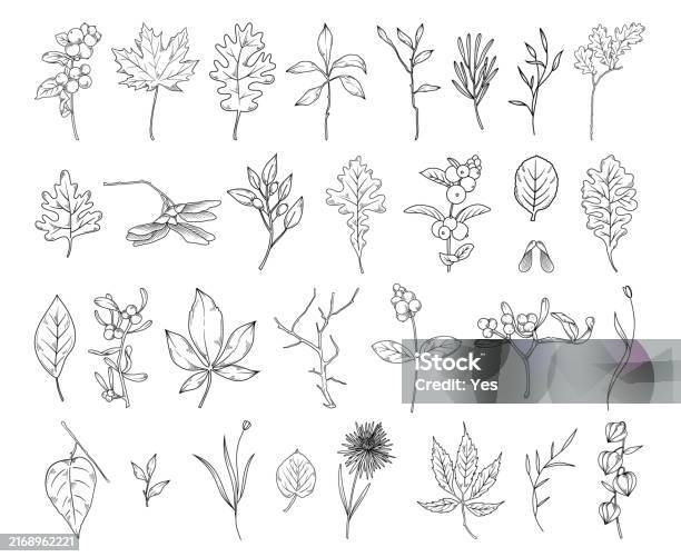 Autumn Botanical Line Drawing Set Hand Drawn Fall Floral Elements Line ...