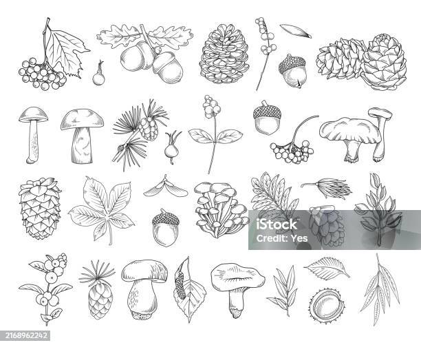 Fall Pattern Line Drawing Autumn Botanical Line Drawing Set Hand Drawn Fall Plants Line Drawing ...