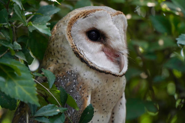 Barn owl (Tyto alba) close up shoot among the leaves